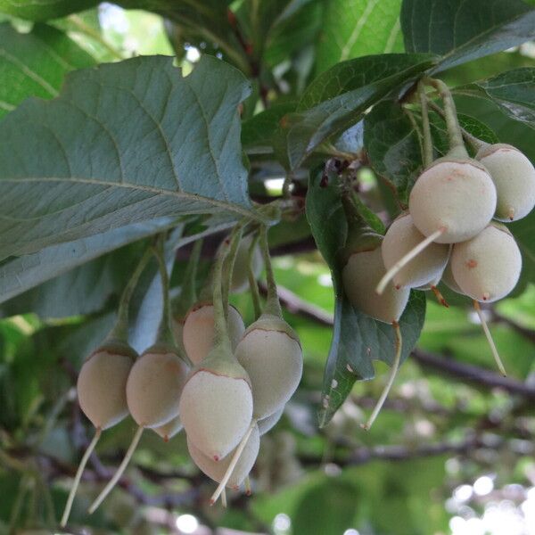 Styrax japonicus List