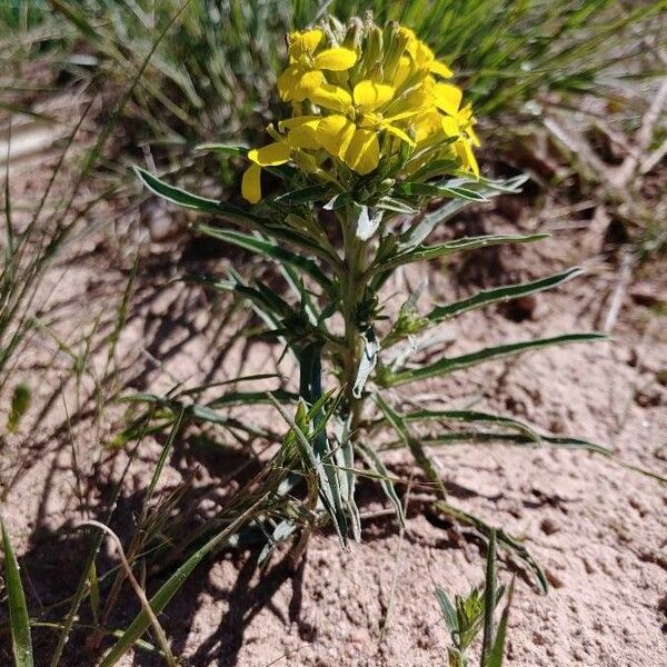 Erysimum asperum Leaf