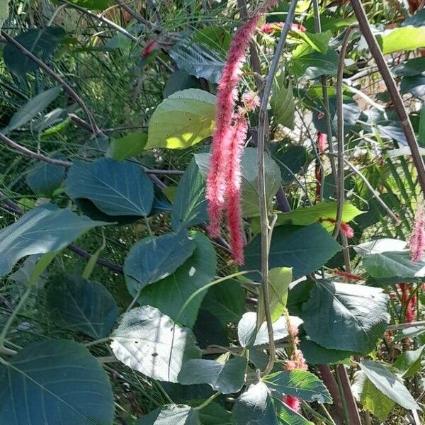 Acalypha hispida Habit