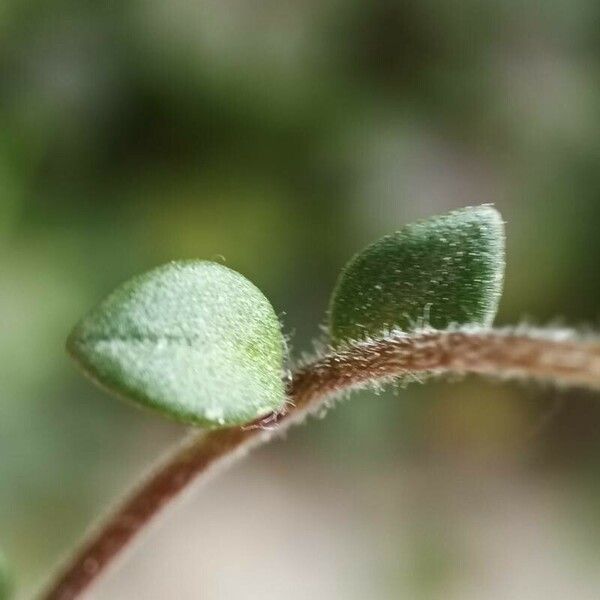 Chaenorhinum origanifolium Blad