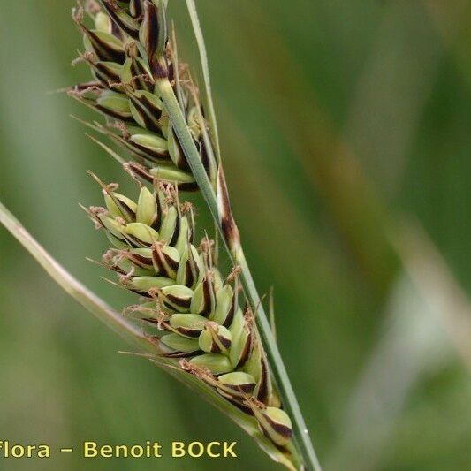 Carex buxbaumii 果