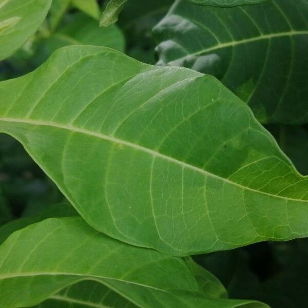 Rauvolfia viridis Leaf