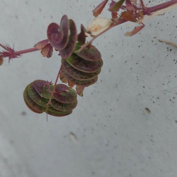 Medicago orbicularis Fruit