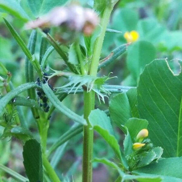 Medicago polymorpha кора