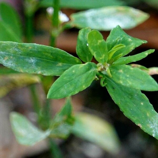 Polygonum aviculare 葉