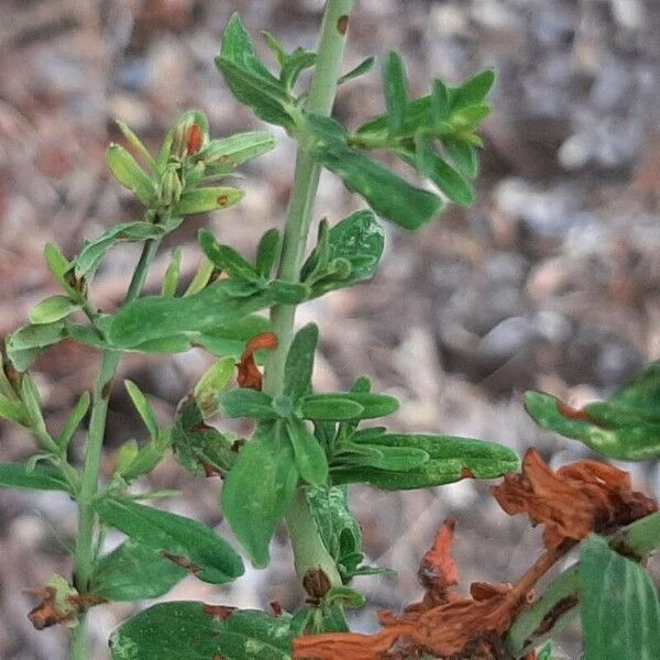 Hypericum perfoliatum Характер