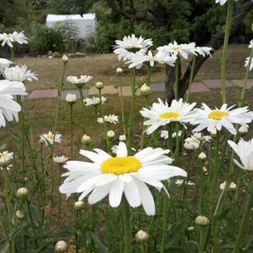 Leucanthemum vulgare Flower