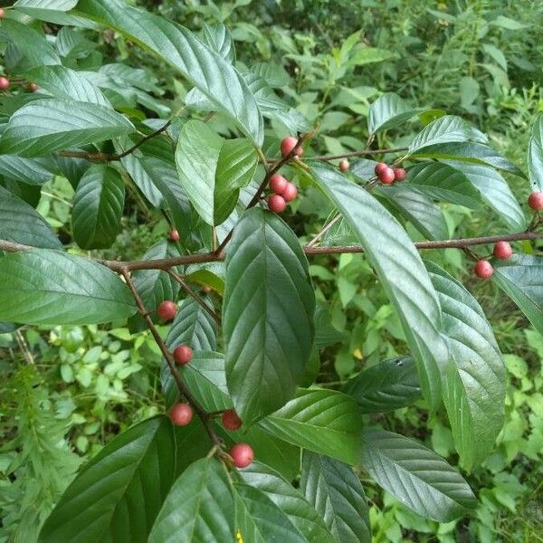 Frangula caroliniana Fruto