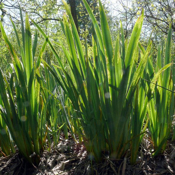 Acorus calamus Blatt