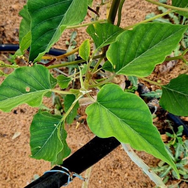 Ipomoea carnea Leaf