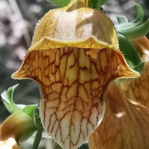 Digitalis laevigata Flower