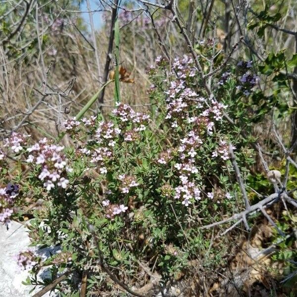 Thymus vulgaris Virág