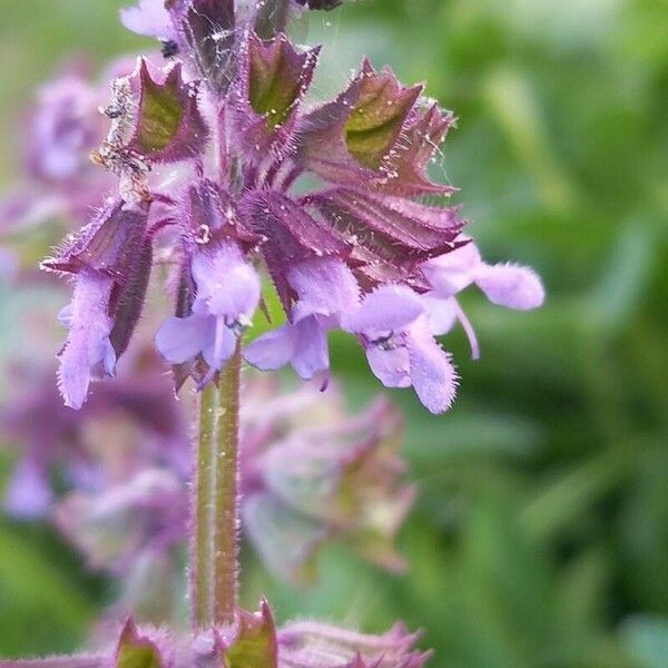 Salvia verticillata 花