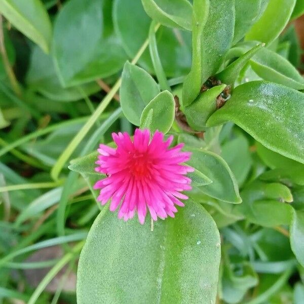 Aptenia cordifolia फूल