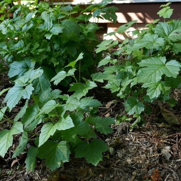 Viburnum acerifolium Φύλλο