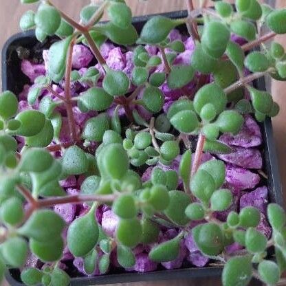 Crassula expansa ഇല