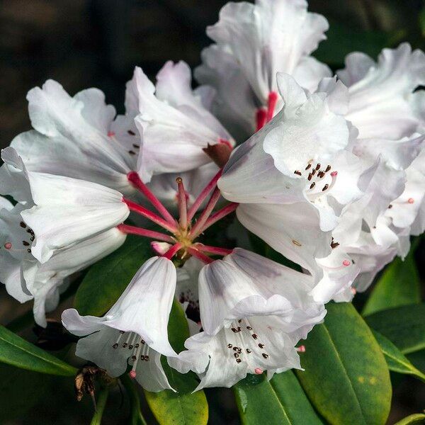 Rhododendron praevernum Kvet