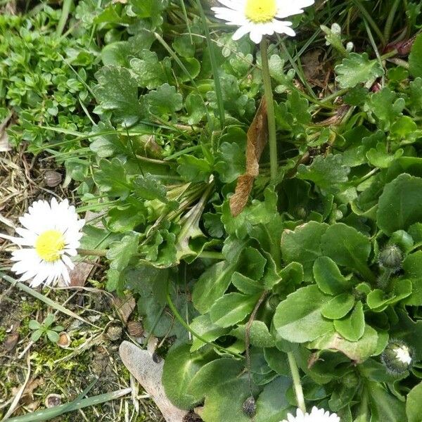 Bellis annua Cvet