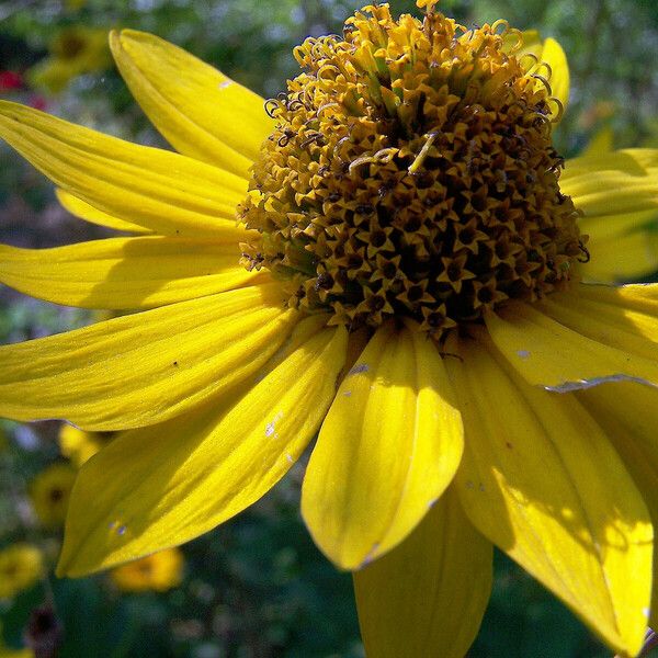 Heliopsis helianthoides Blüte