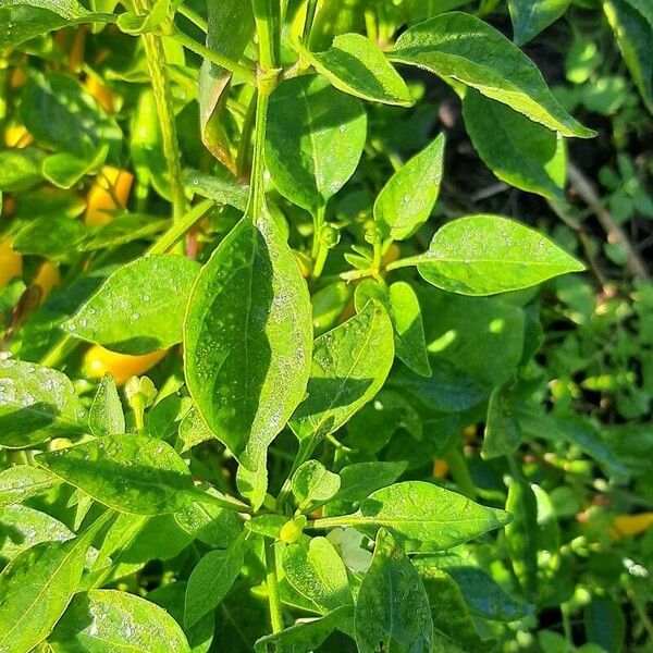 Capsicum frutescens 叶