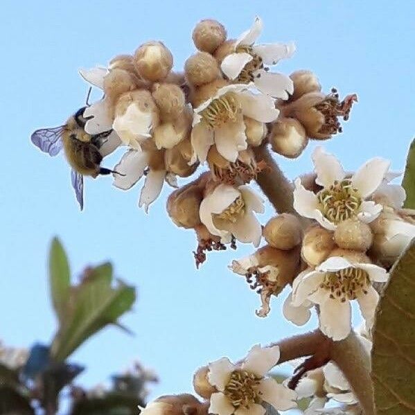 Eriobotrya japonica Cvet