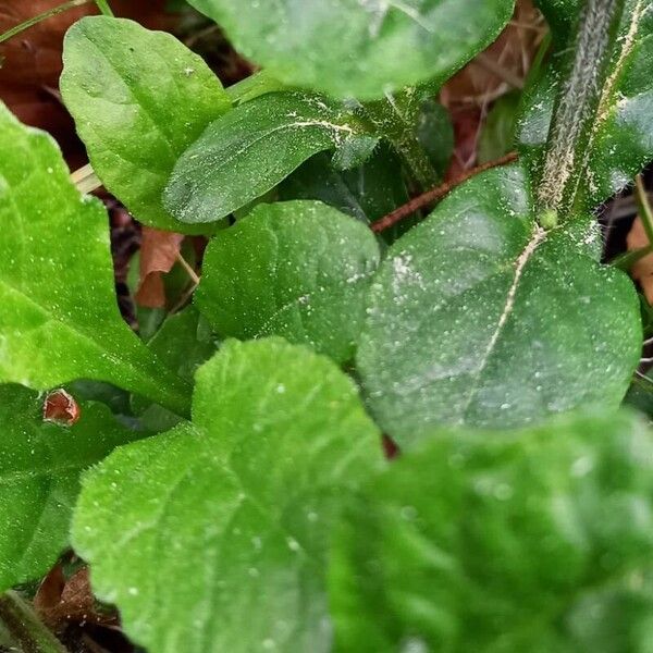 Ajuga reptans Leaf