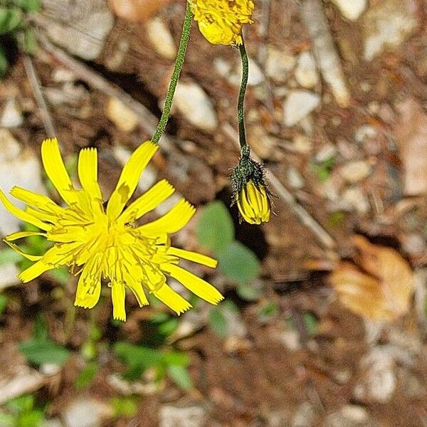 Hieracium glaucinum Lorea