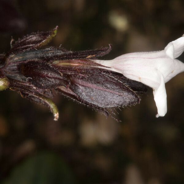 Strobilanthes alternata Blomst