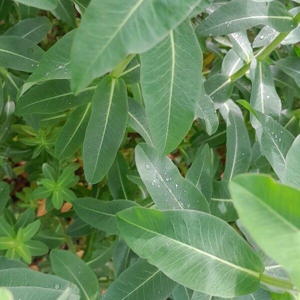 Euphorbia epithymoides برگ