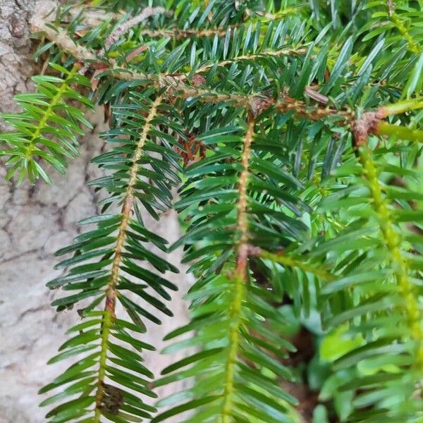 Abies cephalonica Leaf