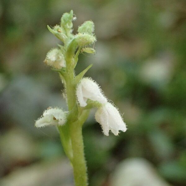 Goodyera repens Flower