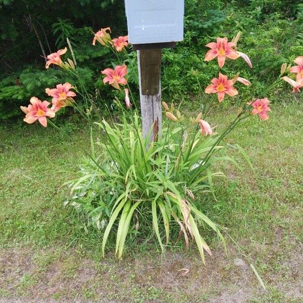 Hemerocallis fulva Žiedas