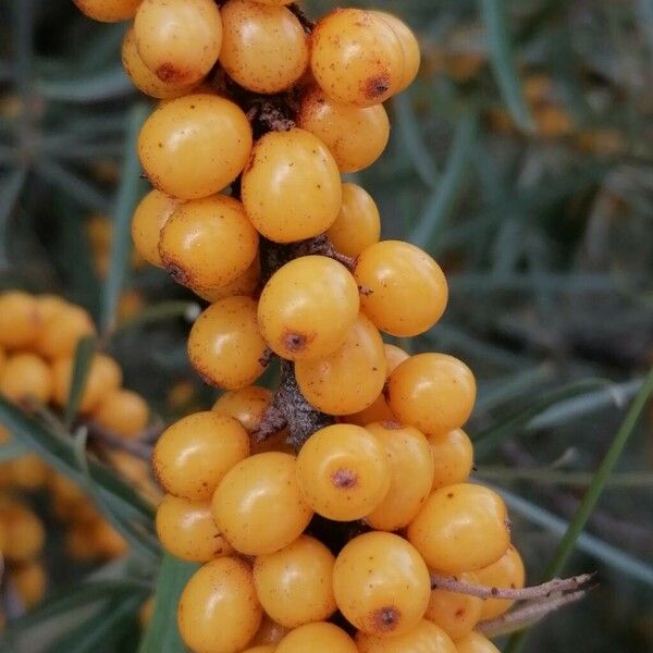 Hippophae rhamnoides Fruto