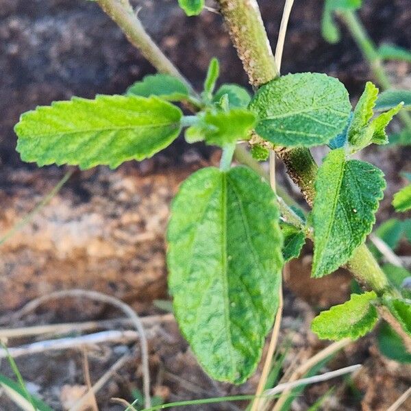 Hibiscus micranthus Blad