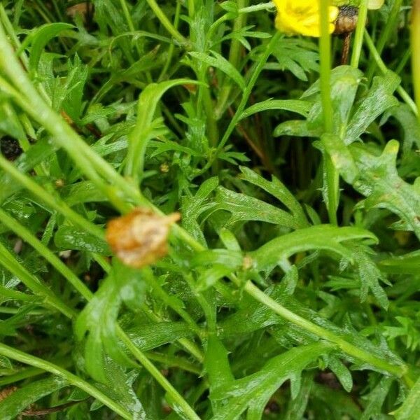 Argyranthemum frutescens Blad