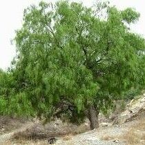 Salix humboldtiana Hostoa