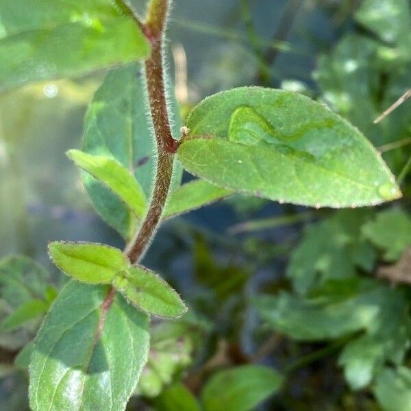 Epilobium parviflorum Leaf