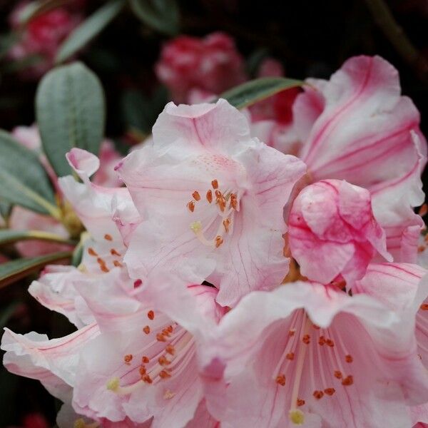 Rhododendron insigne Flor