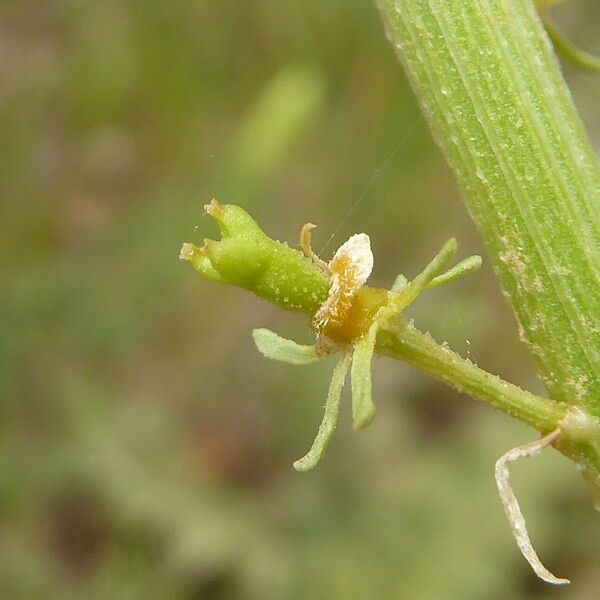 Reseda lutea Frukt