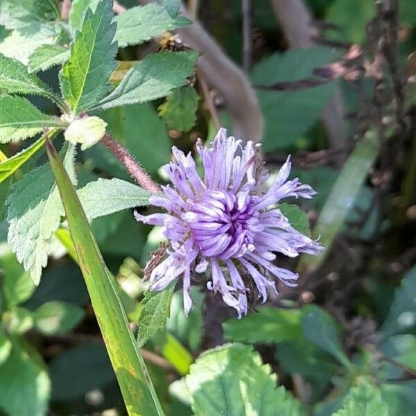 Centratherum punctatum Flower