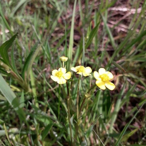 Ranunculus flammula Kvet