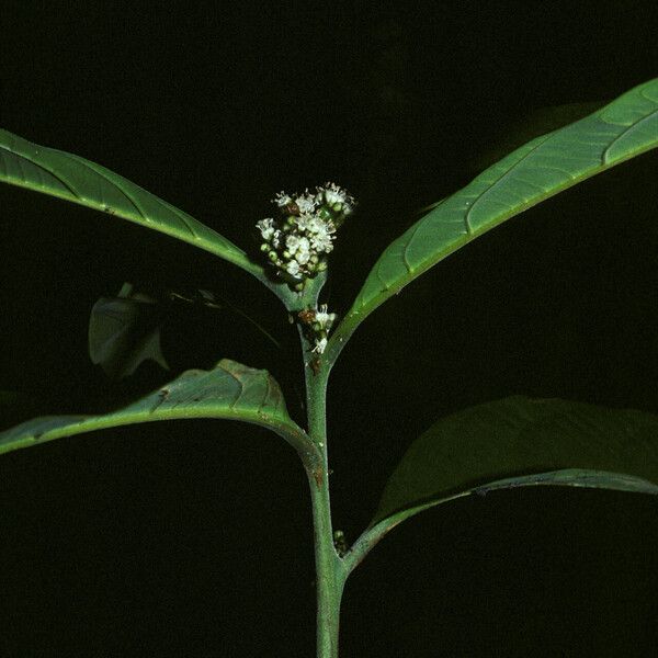 Cordia fanchoniae Цветок