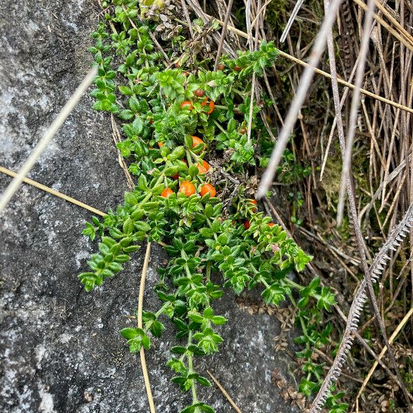 Galium hypocarpium 形態