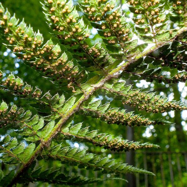 Polystichum braunii Fruit