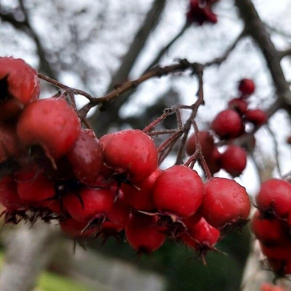 Crataegus persimilis Fruto