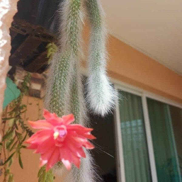 Cleistocactus winteri ফুল