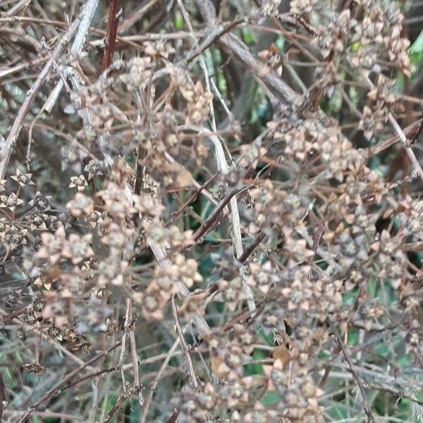 Spiraea trilobata Vrucht