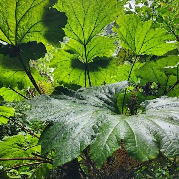 Gunnera insignis Leaf