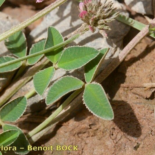 Trifolium physodes Beste bat