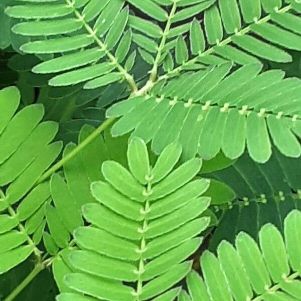 Mimosa pudica পাতা